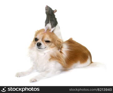 domestic rat and chihuahua in front of white background