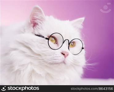 Domestic soigne scientist cat poses on pink background wall. Close portrait of fluffy kitten in transparent round glasses. Education, science, knowledge concept. Domestic soigne scientist cat poses on pink background wall. Close portrait of fluffy kitten in transparent round glasses. Education, science, knowledge concept.