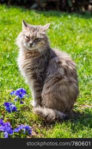Domestic stray cat seen outdoors with flowers