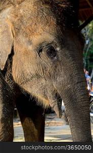 domestic young elephant at Phuket, Thailand