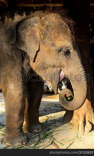 domestic young elephant is eating cucumber at Phuket, Thailand