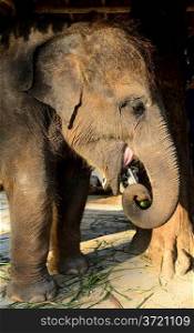 domestic young elephant is eating cucumber at Phuket, Thailand
