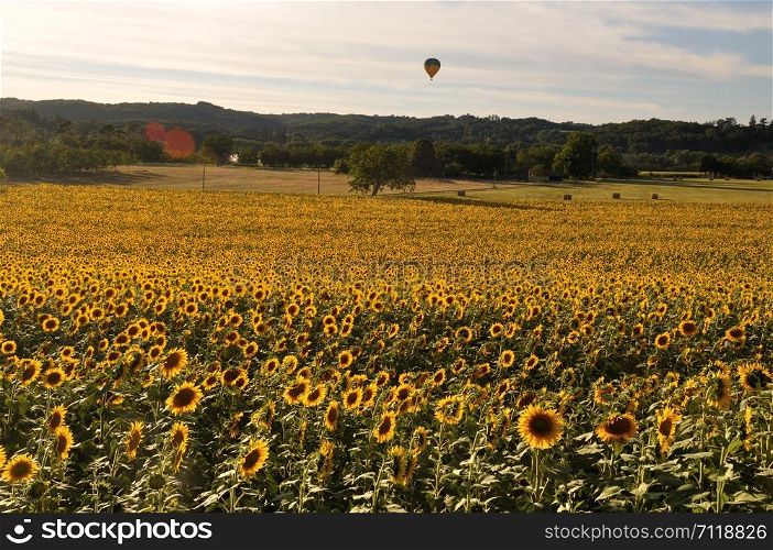Domme, sun flower field . sun flower field