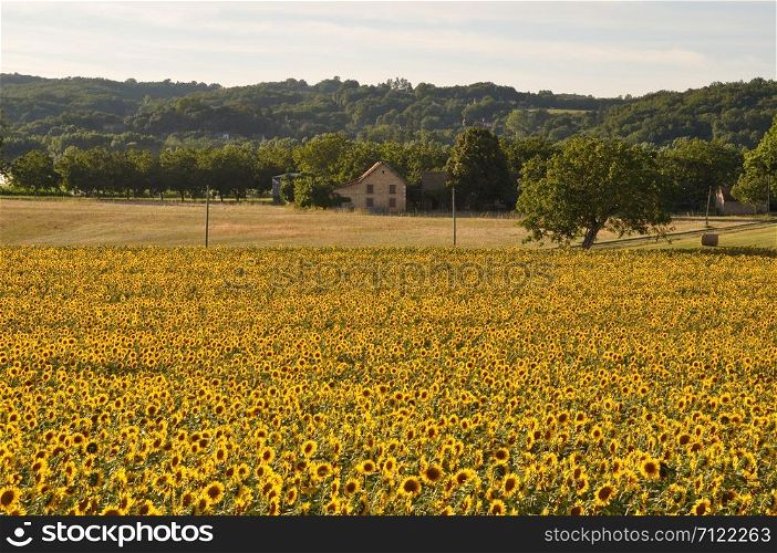 Domme, sun flower field . sun flower field