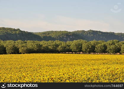 Domme, sun flower field . sun flower field