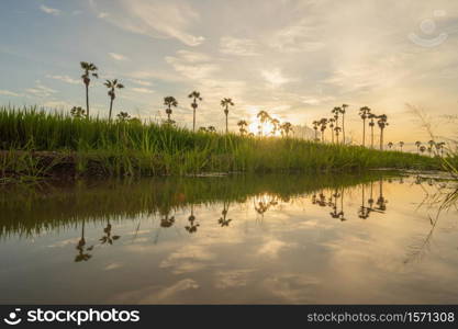 Dong Tan trees in green rice field in national park at sunset in Sam Khok district in rural area, Pathum Thani, Thailand. Nature landscape tourist attraction in travel trip concept.