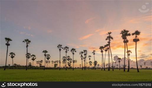 Dong Tan trees in green rice field in national park at sunset in Sam Khok district in rural area, Pathum Thani, Thailand. Nature landscape tourist attraction in travel trip concept.