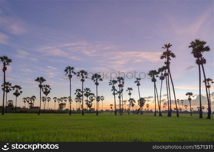 Dong Tan trees in green rice field in national park at sunset in Sam Khok district in rural area, Pathum Thani, Thailand. Nature landscape tourist attraction in travel trip concept.