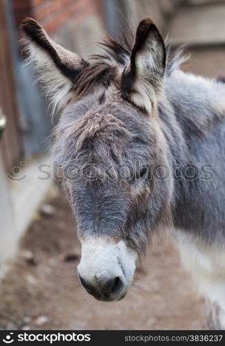 Donkey