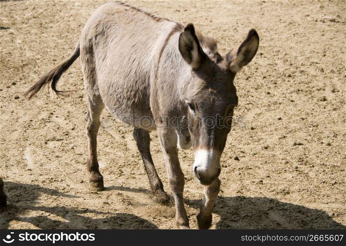 Donkey alone outdoors
