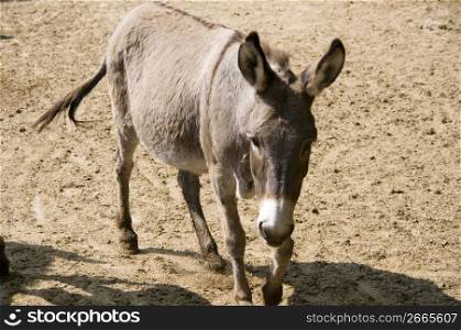 Donkey alone outdoors