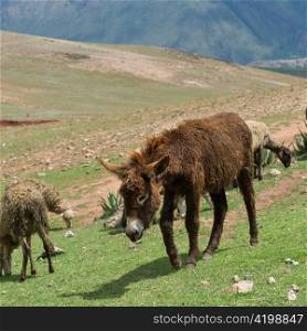 Donkey and sheep grazing in the field, Sacred Valley, Cusco Region, Peru