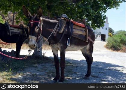 Donkey attached to a tree with a saddle for strolls.