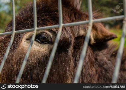 Donkey behind metal fence. Donkey behind metal fence.