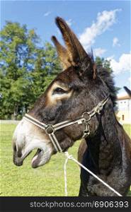 donkey braying