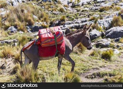 Donkey caravan in Cordiliera Huayhuash, Peru, South America