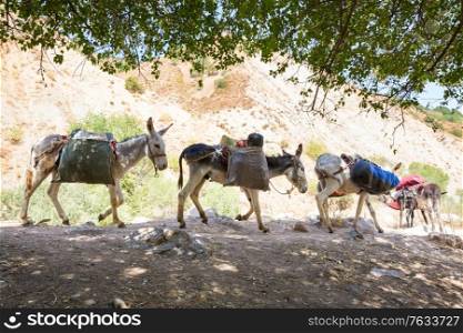 donkey caravan in Fann mountain, Tajikistan