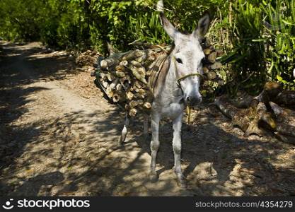 Donkey carrying wooden logs on its back, Hidalgo, Papantla, Veracruz, Mexico
