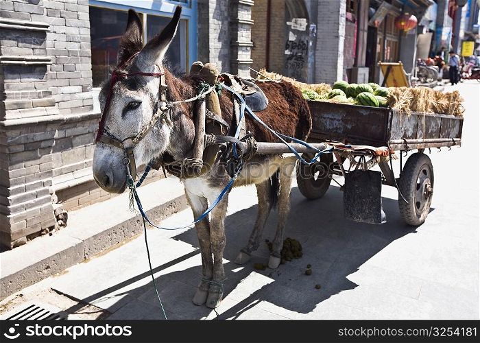 Donkey cart in a street, HohHot, Inner Mongolia, China