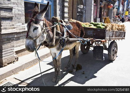 Donkey cart in a street, HohHot, Inner Mongolia, China