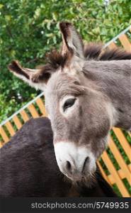 Donkey closeup portrait in sunny day. Donkey