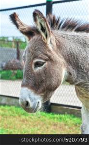 Donkey. Donkey closeup portrait in sunny day
