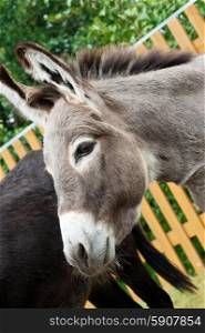 Donkey. Donkey closeup portrait in sunny day