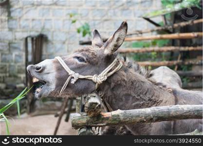 Donkey. Grey donkey in tis enclosure with rope around the head as halter eating grass