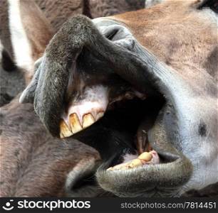 Donkey grin (Equus asinus asinus)