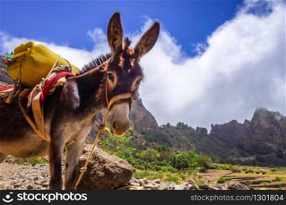Donkey in Cova de Paul votano crater in Santo Antao island, Cape Verde, Africa. Donkey in Cova de Paul votano crater in Santo Antao island, Cape Verde