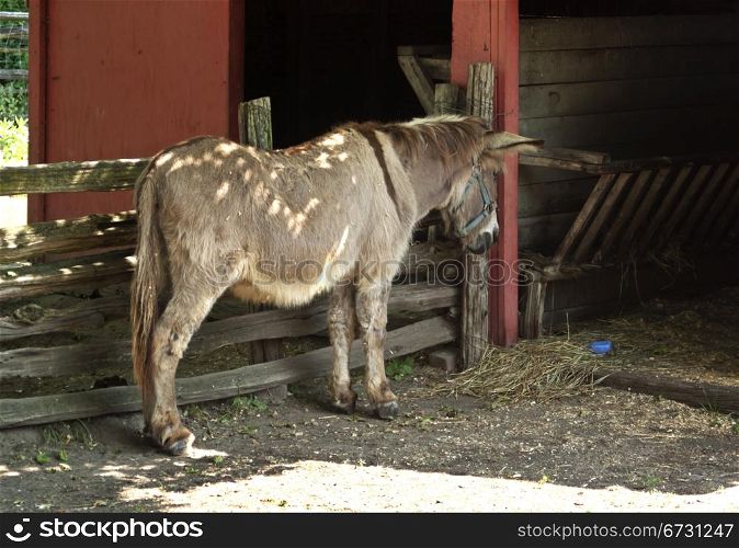 Donkey in fenced red barn with hay on agricultural rural farm with copy space.