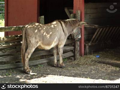 Donkey in fenced red barn with hay on agricultural rural farm with copy space.