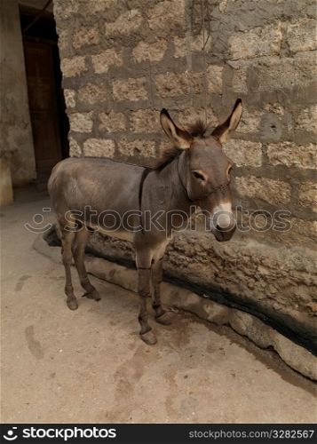 Donkey in Lamu Town, Africa