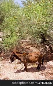 Donkey mule in s mediterranean olive tree field of Majorca Spain