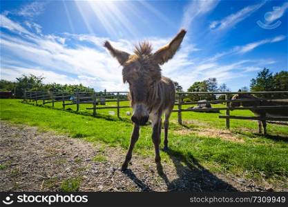 Donkey mule on a rural field in the spring with a fence in the background under a blue sky