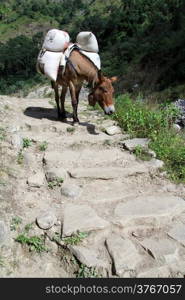 Donkey on the footpath in mountain Nepal