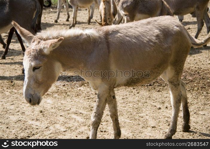 Donkey oudoors