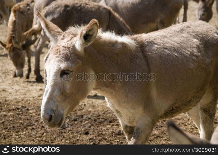 Donkey oudoors