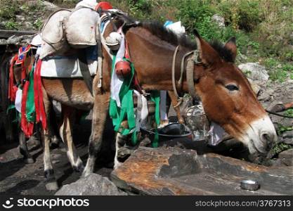 Donkey rest in the village in Nepal