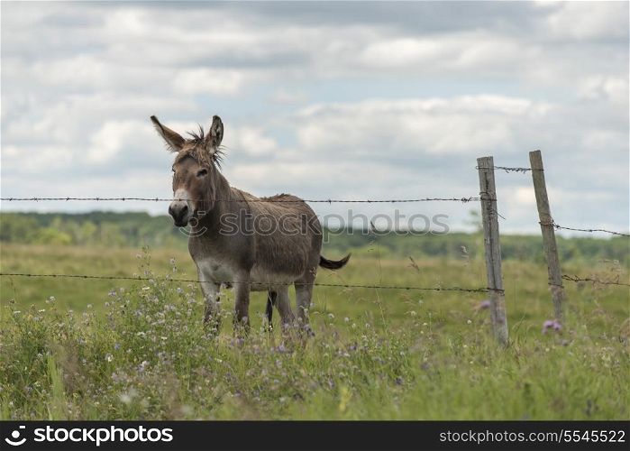 Donkey standing in a field, Lake Audy Campground, Riding Mountain National Park, Manitoba, Canada