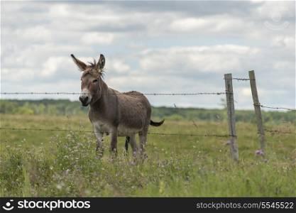 Donkey standing in a field, Lake Audy Campground, Riding Mountain National Park, Manitoba, Canada