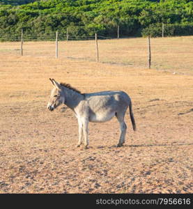 donkey sun sand. Sardinian Donkey look to sunset