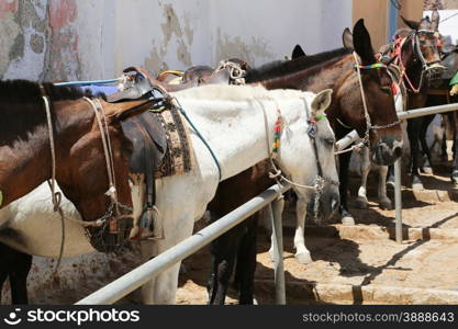 Donkeys at the Greece Santorini island are used to transport tourists in summer time