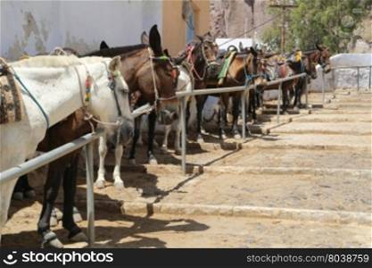 Donkeys at the Greece Santorini island are used to transport tourists in summer time