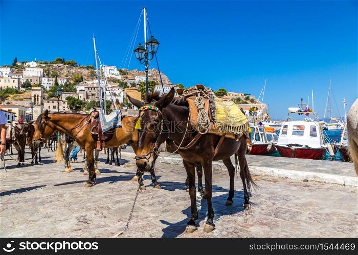 Donkeys at the Hydra island in a summer day in Greece
