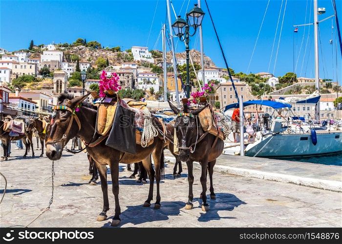 Donkeys at the Hydra island in a summer day in Greece