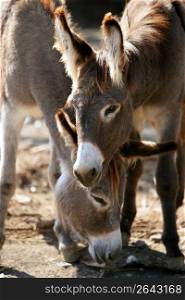 Donkeys couple portrait