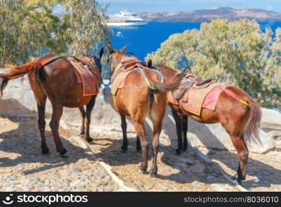 Donkeys for horse riding in the village Fira.. Donkeys to transport tourists from the harbor to the village Fira located at the top of the mountain.