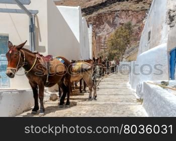 Donkeys for horse riding in the village Oia.. Donkeys to transport tourists from the harbor to the village Oia located at the top of the mountain.