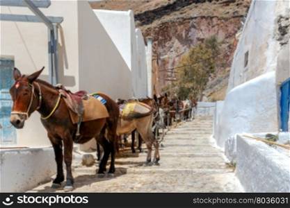 Donkeys for horse riding in the village Oia.. Donkeys to transport tourists from the harbor to the village Oia located at the top of the mountain.